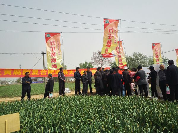 培肥养地夺高产 不妨试试黄腐酸 ——腾博会官网以诚信为本科技有限公司河南睢县大蒜观摩会